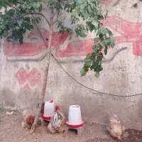 مرغ و خروس کوشین