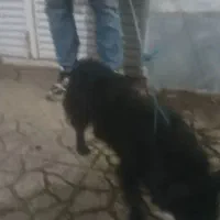 سگ پاکوتاه واگذار رایگان