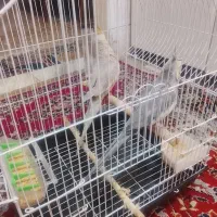 عروس هلندی
