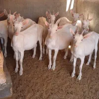 بزغاله نروماده سانن اصل شرکتی