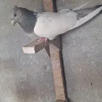 فروش پرنده