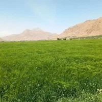 جو رقم واکسیما