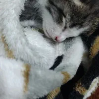 واگذاری بچه گربه کوچولو خیلی ناز