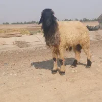 نر میش|حیوانات مزرعه|شوش, |دیوار