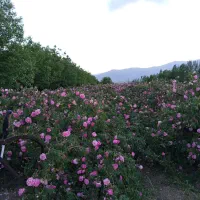 زمین مسکونی