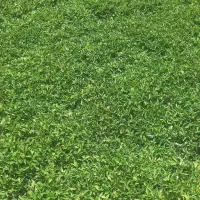 نشا گوجه