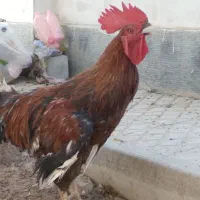 خروس