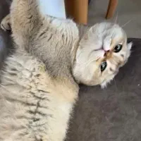 نگهداری از پت