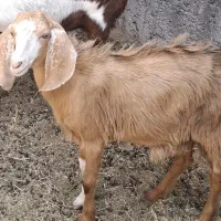 بز کره