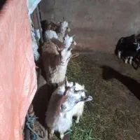 بز نر و ماده