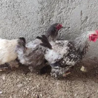 تخم مرغ نطفه دار