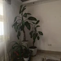گل  و گیاه
