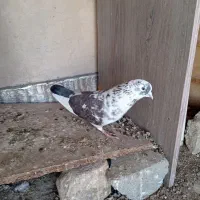 کفتر|پرنده|محمدشهر, شهرک پیام (مهرالبرز)|دیوار
