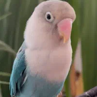 پرنده