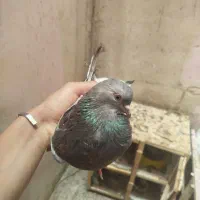 یک جفت سرور