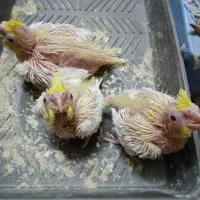 جوجه عروس هلندی