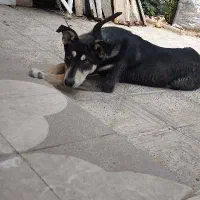 سگ ژرمن دوبرمن اصیل
