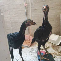 خروس لاری جوجه لاری