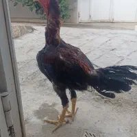 خروس لاری اصل