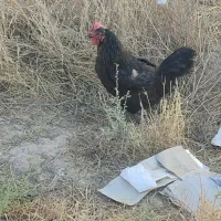 مرغ و جوجه مرغ