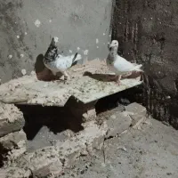 یک جفت سرونج نرماده