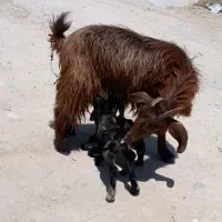 بز جوان زاییده دوقلو با جفت کهره تکاوری