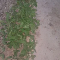فروش نهال گوجه فرنگی