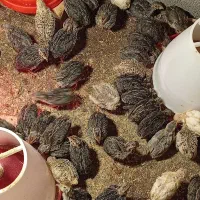 فروش مرغ و اردک و غاز و بلدرچین