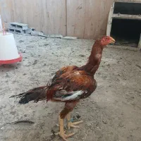 خروس