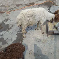 یک عدد گوسفند نزدیک زایمان