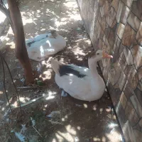 غاز