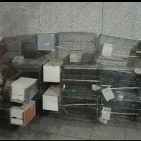 قفس پرنده