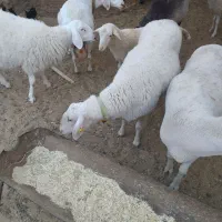 میش وشیشک آصف ولاکن