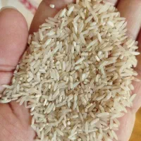 سرلاشه طارم محلی سرگل میانباری درشت  توزیع کالابرگ