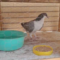 کبوتر جوان پا پری معاوضه با مرغ یاجوجه مرغ