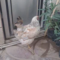 مرغ وار جوان و تخم گذار در پلدختر