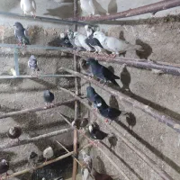 110عدد کفتر پرشی به شرط