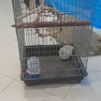 قفسه