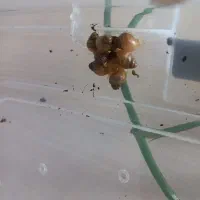 بچه حلزون آچاتینا