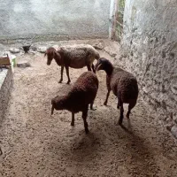 گوسفند با بره نر