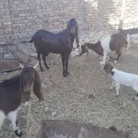 نربز پاکستانی|حیوانات مزرعه|سبزوار, عارف|دیوار