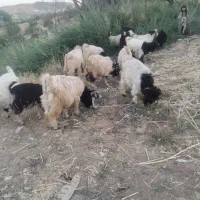 حیوانات مررحه