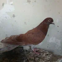 کبوتر گرفتنی