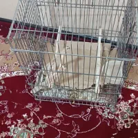 قفس پرنده