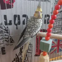 عروس هلندی ماده