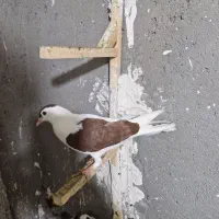 کبوتر