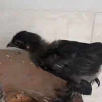 جوجه مرندی اصیل  پا پر و نیمچه ایسبار طوسی وکاکلی