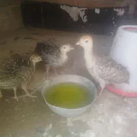 جوجه بوقلمون 50روز