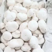 قارچ