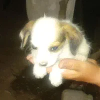 صگ خارجی پاکوتاه